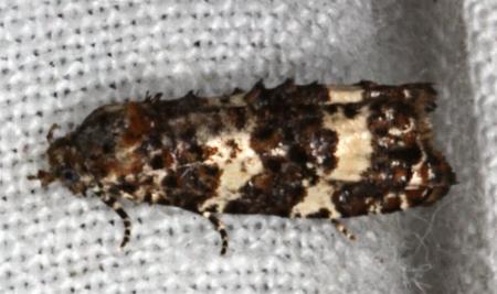 Scolioplecta comptana