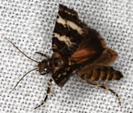Scolioplecta comptana