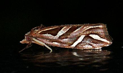 Goboea copiosana