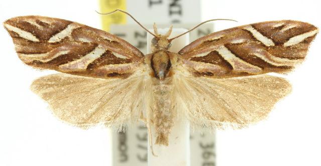 Goboea copiosana