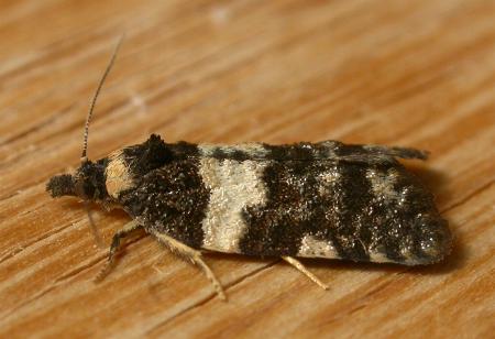 Dichelia cosmopis