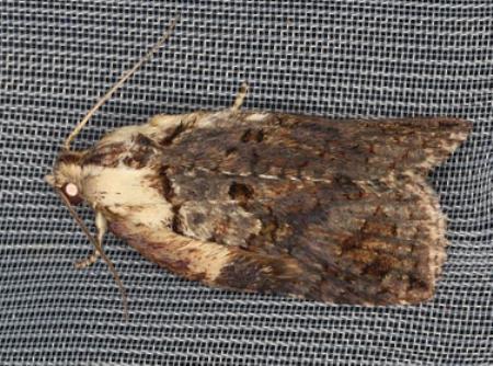 Cryptoptila crypsilopha