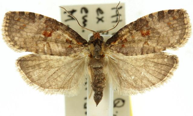 Cryptoptila crypsilopha