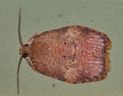 Anameristes cyclopleura