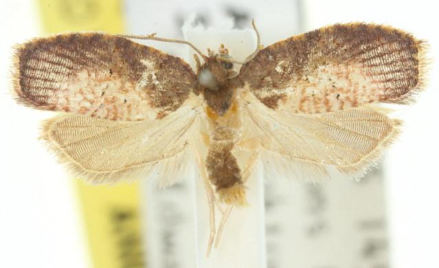 Anameristes cyclopleura