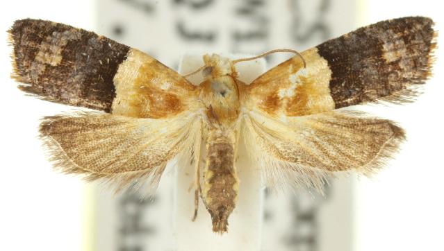 Authomaema diemeniana
