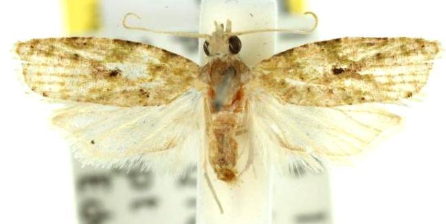 Asterolepis earina