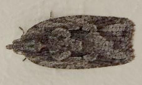 Acropolitis ergophora