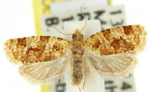 Epitymbia eudrosa