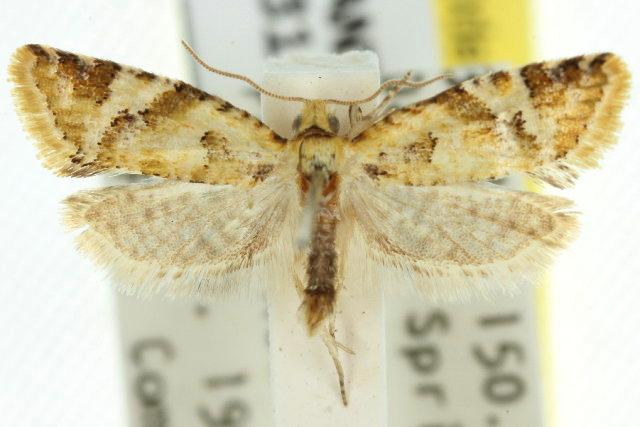 Euphona euphona
