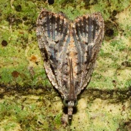 Mictoneura flexanimana