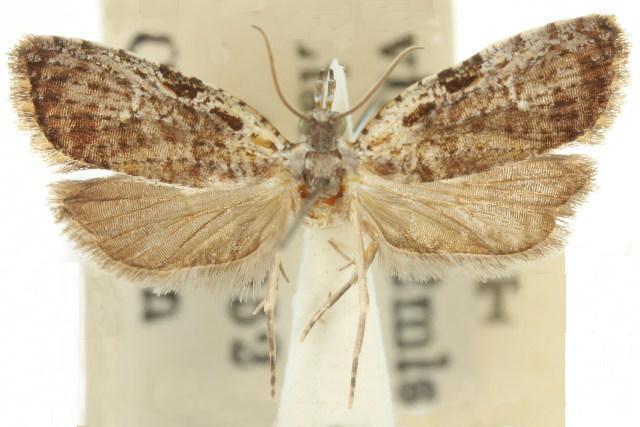 Mictoneura flexanimana