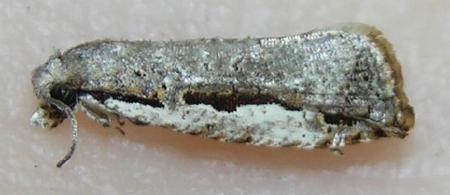 Phricanthes flexilineana