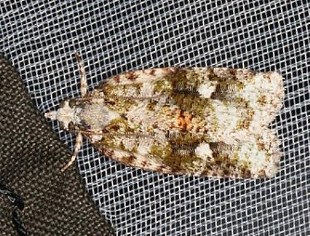 Acropolitis hedista