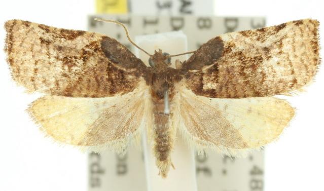 Anisogona hilaomorpha