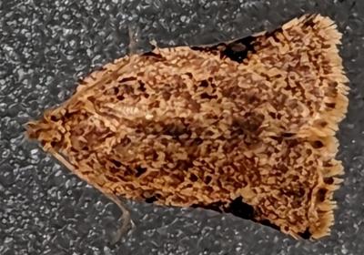 Rhomboceros homogama