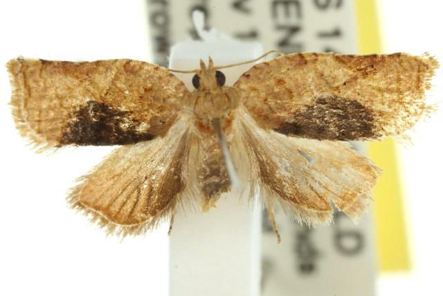 Rhomboceros homogama