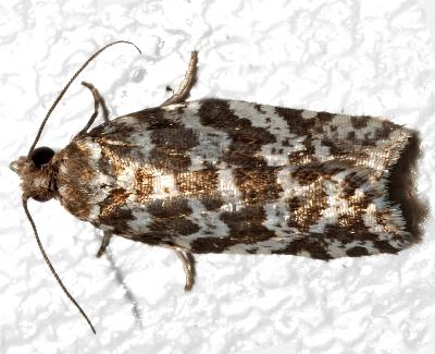 Technitis hydractis