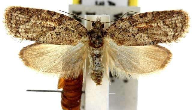 Thrincophora inconcisana
