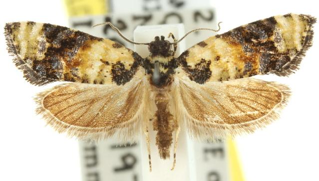 Asthenoptycha iriodes