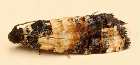 Asthenoptycha iriodes