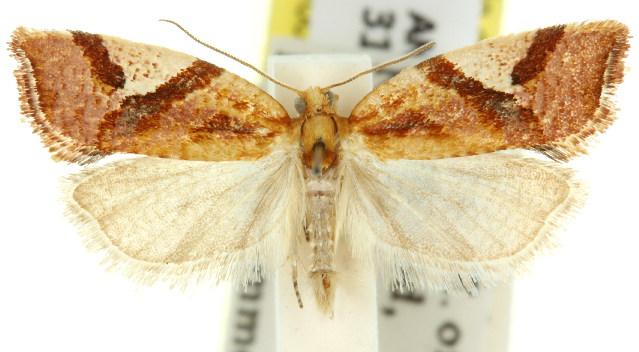 Epitymbia isoscelana