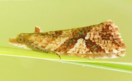 Epitymbia isoscelana
