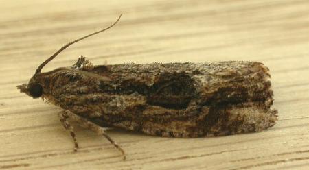 Thrincophora lignigerana