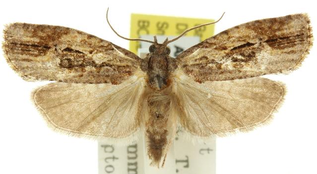 Thrincophora lignigerana