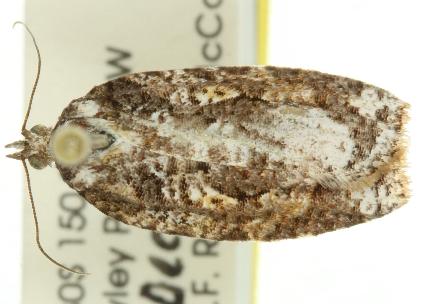 Acropolitis magnana