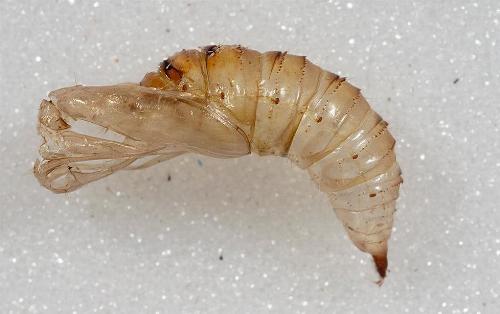 Homona mermerodes