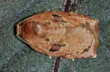 Homona mermerodes