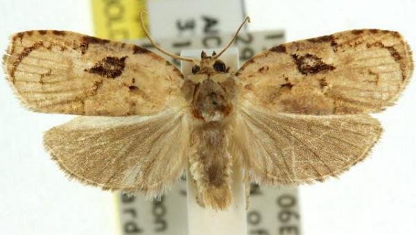 Homona mermerodes