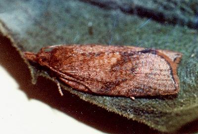 Sobriana mnemosynana