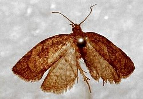 Sobriana mnemosynana