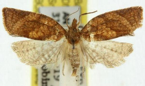 Sobriana mnemosynana