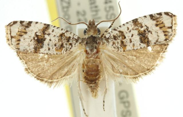 Scolioplecta ochrophylla