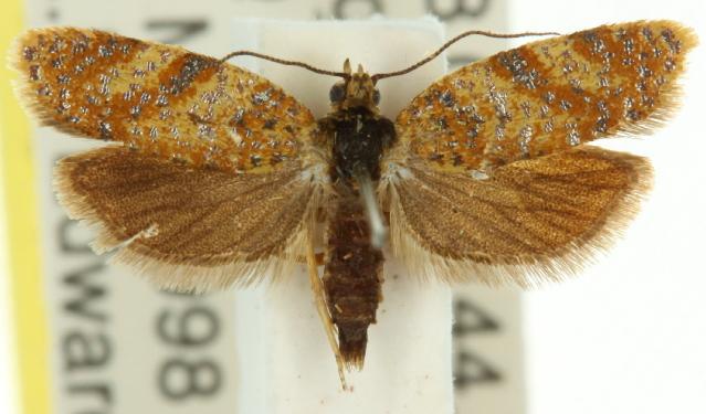 Dichelopa panoplana