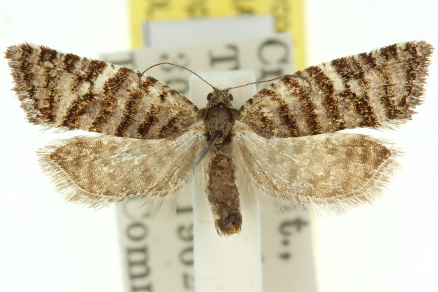 Capua pentazona