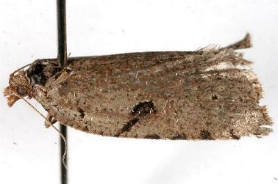Meritastis polygraphana