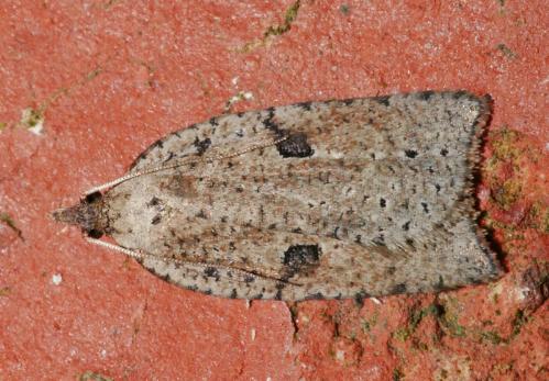 Meritastis polygraphana