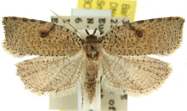 Meritastis polygraphana