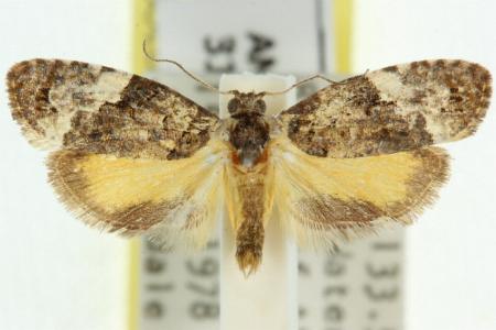 Argyrotoxa pompica