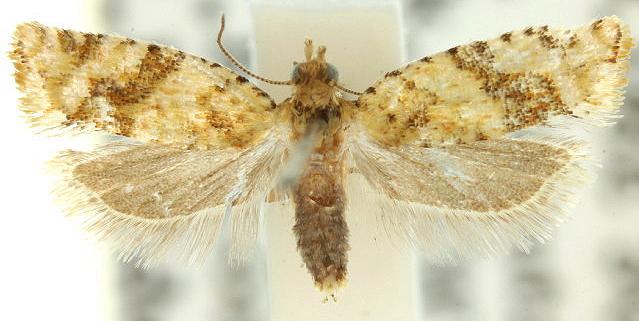 Isochorista ranulana