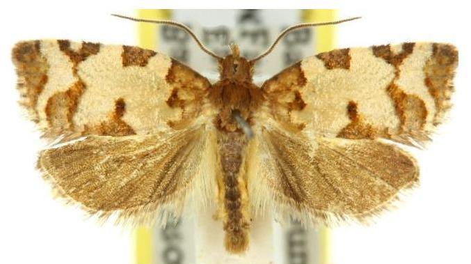 Subfurcatana schematica