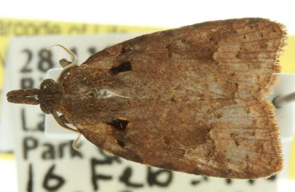 Xenothictis sciaphila