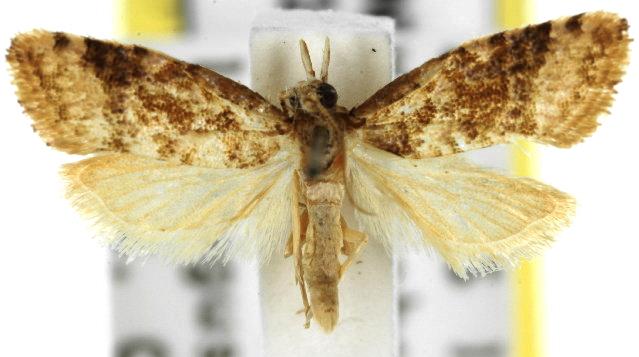 Aeolostoma scutiferana