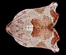 Anisogona simana