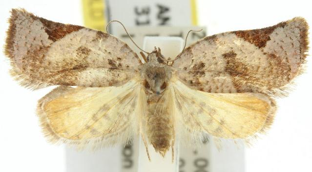Anisogona similana