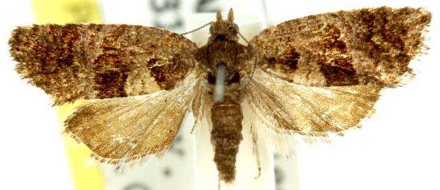 Rupicolana stereodes